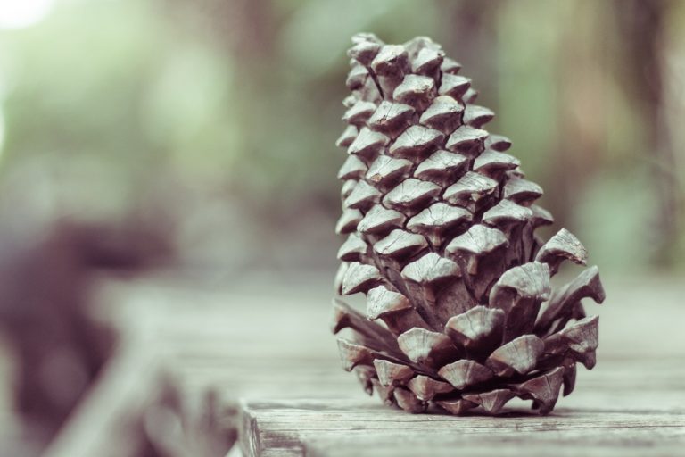 Read more about the article Pine Mouth: A Seedy Mystery