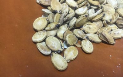 Watermelon seeds